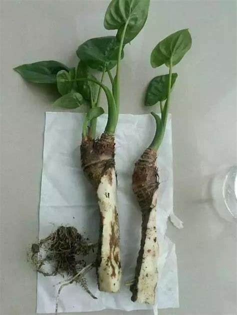 福木葉子掉光|植物葉子掉光光，這樣搶救一下又能發芽爆盆綠油油……